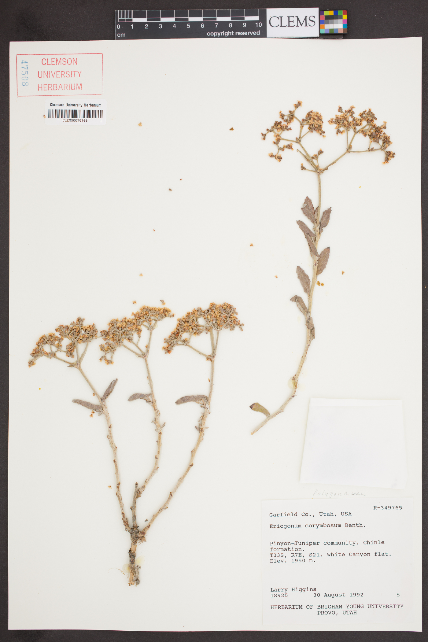 Eriogonum corymbosum var. aureum image