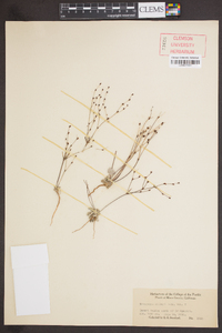 Eriogonum baileyi image