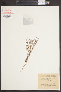 Eriogonum gracile image