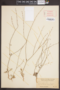 Eriogonum gracile image