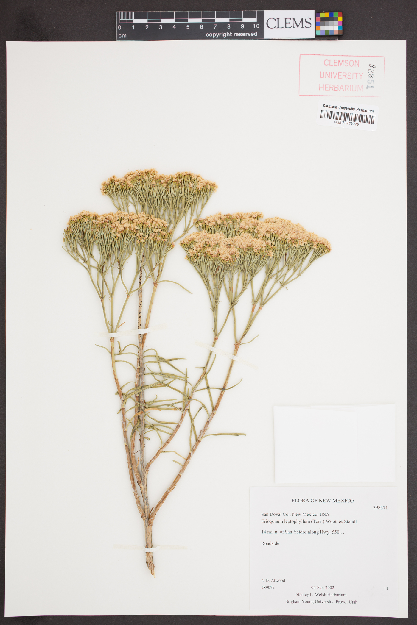 Eriogonum leptophyllum image