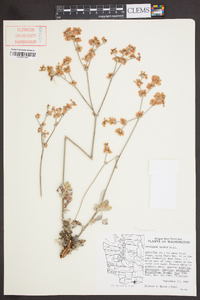 Eriogonum niveum image