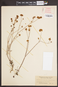 Eriogonum nudum image