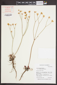 Eriogonum nudum image