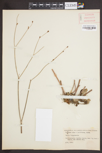 Eriogonum nudum var. pubiflorum image