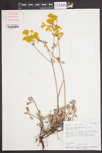 Eriogonum umbellatum var. subaridum image