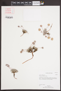 Eriogonum villiflorum image