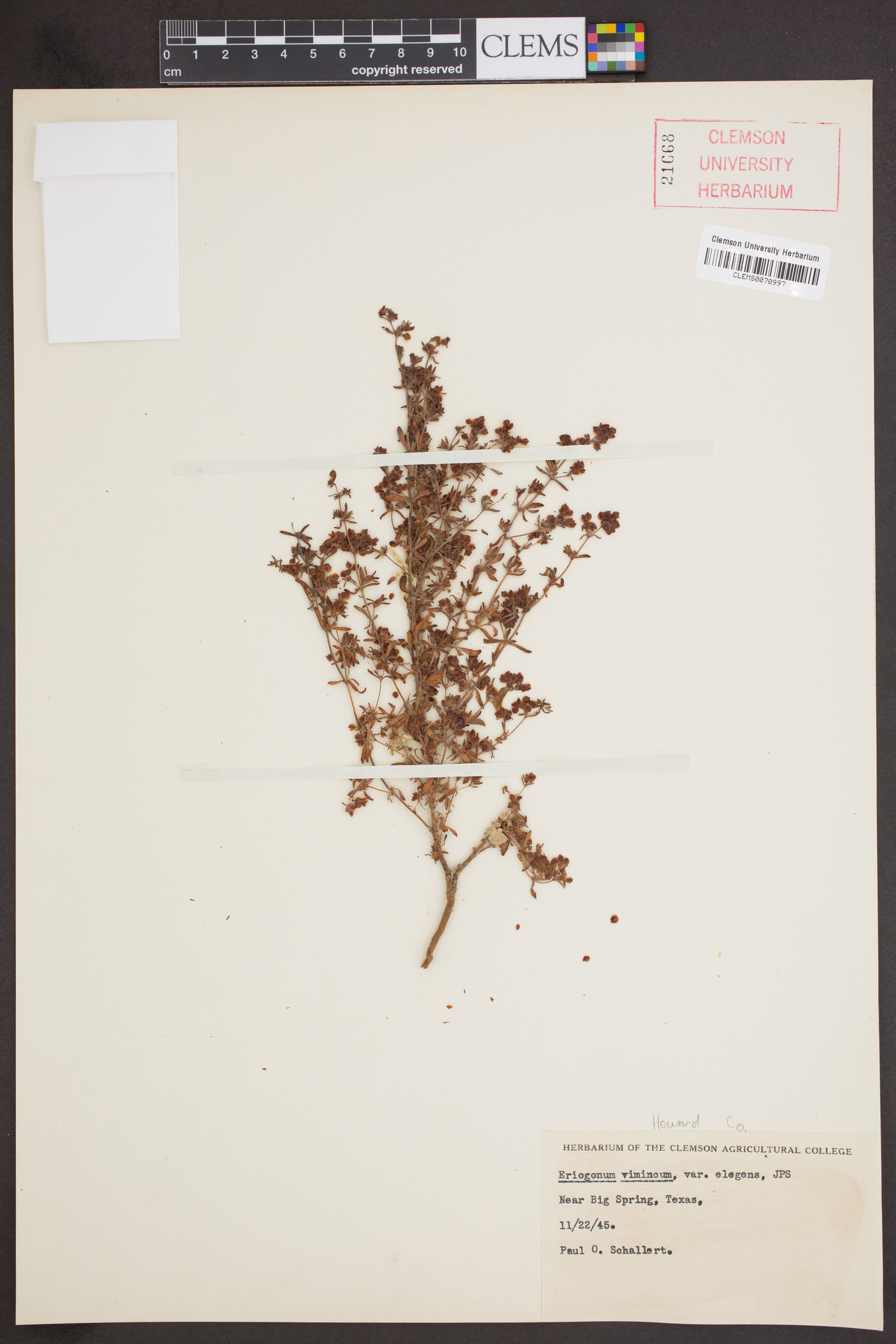 Eriogonum vimineum image