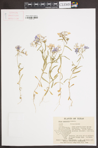 Phlox cuspidata image