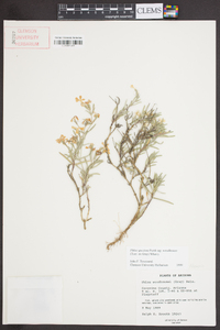 Phlox woodhousei image