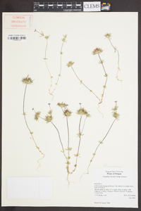 Linanthus bicolor image