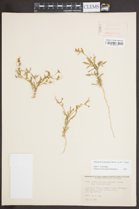 Allophyllum gilioides image