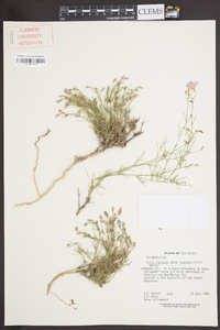 Giliastrum acerosum image