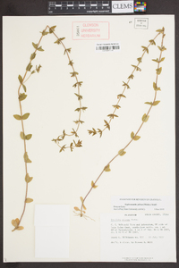 Sophronanthe pilosa image