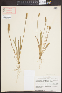 Plantago hookeriana image