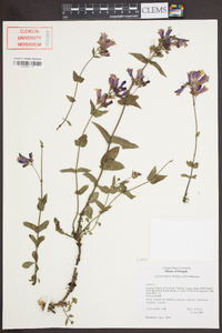 Penstemon serrulatus image