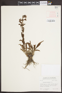 Penstemon albidus image