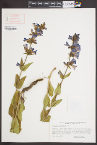 Penstemon cyananthus image