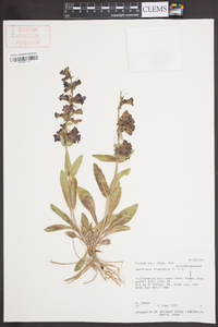 Penstemon fremontii image