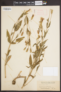 Erythranthe lewisii image