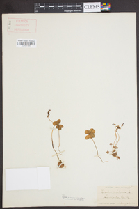 Oxalis violacea image