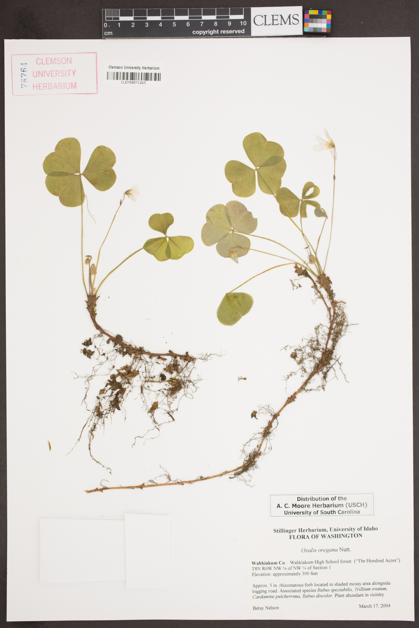 Oxalis oregana image