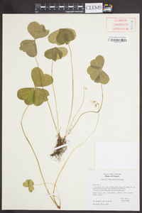 Oxalis trilliifolia image