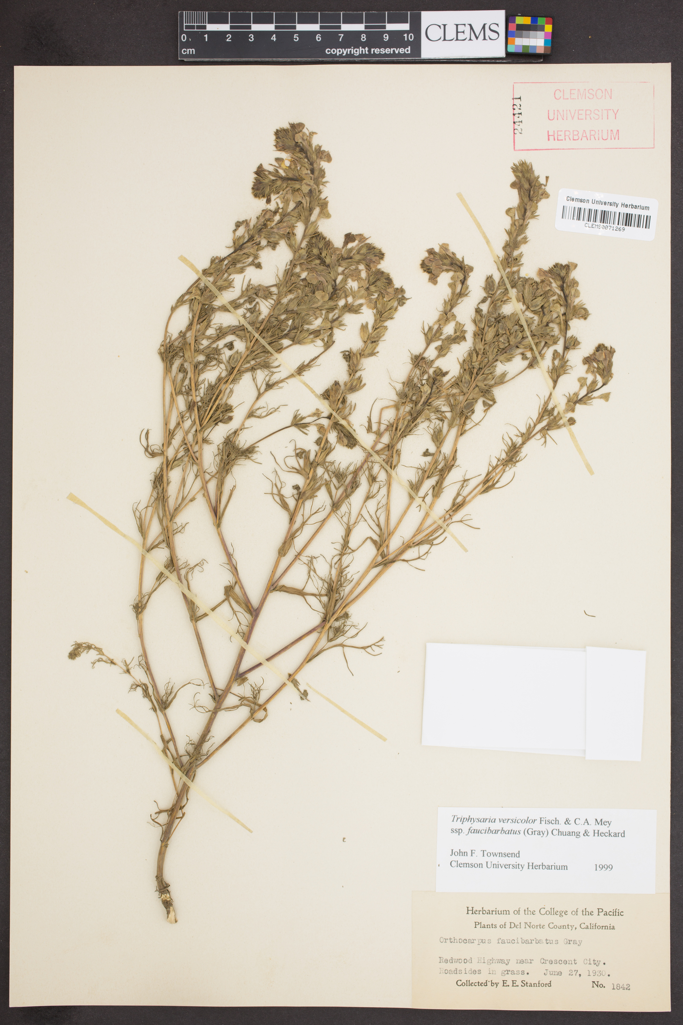 Triphysaria versicolor subsp. faucibarbatus image