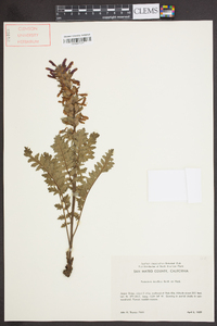 Pedicularis densiflora image