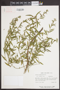 Ludwigia sphaerocarpa image