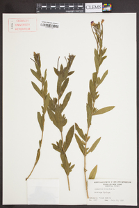 Epilobium hirsutum image