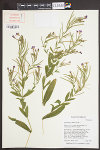 Epilobium hirsutum image