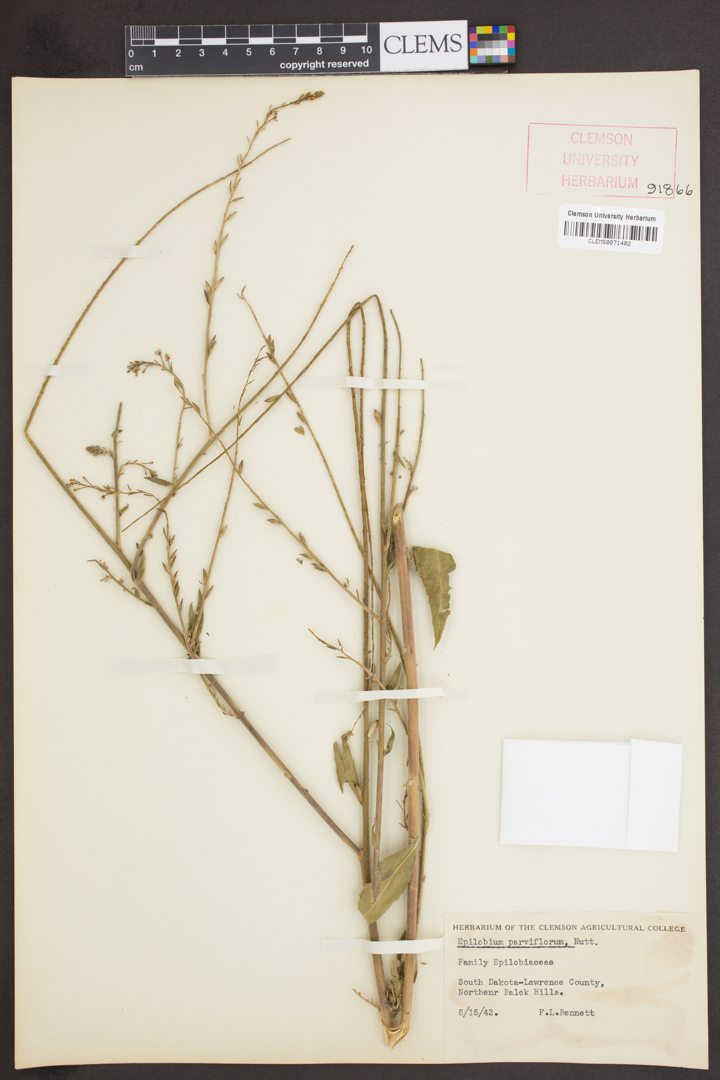 Epilobium parviflorum image