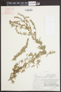 Epilobium densiflorum image