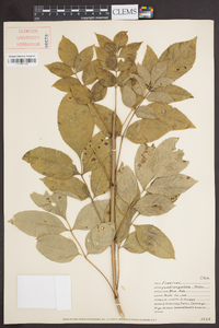 Fraxinus quadrangulata image