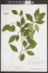 Forestiera acuminata image