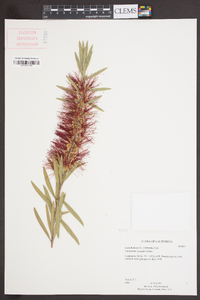 Callistemon viminalis image