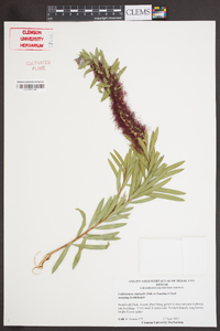 Callistemon viminalis image