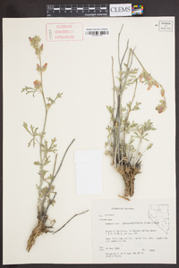 Sphaeralcea grossulariifolia image