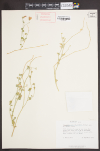 Sphaeralcea grossulariifolia subsp. grossulariifolia image