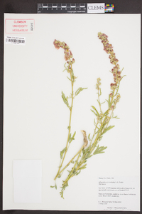 Sphaeralcea psoraloides image