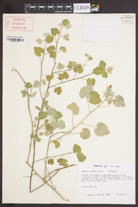 Abutilon wrightii image