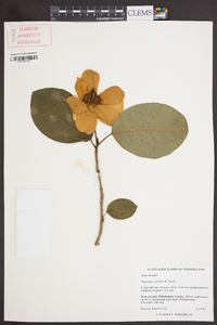 Magnolia sieboldii image