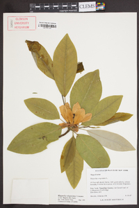 Magnolia virginiana image