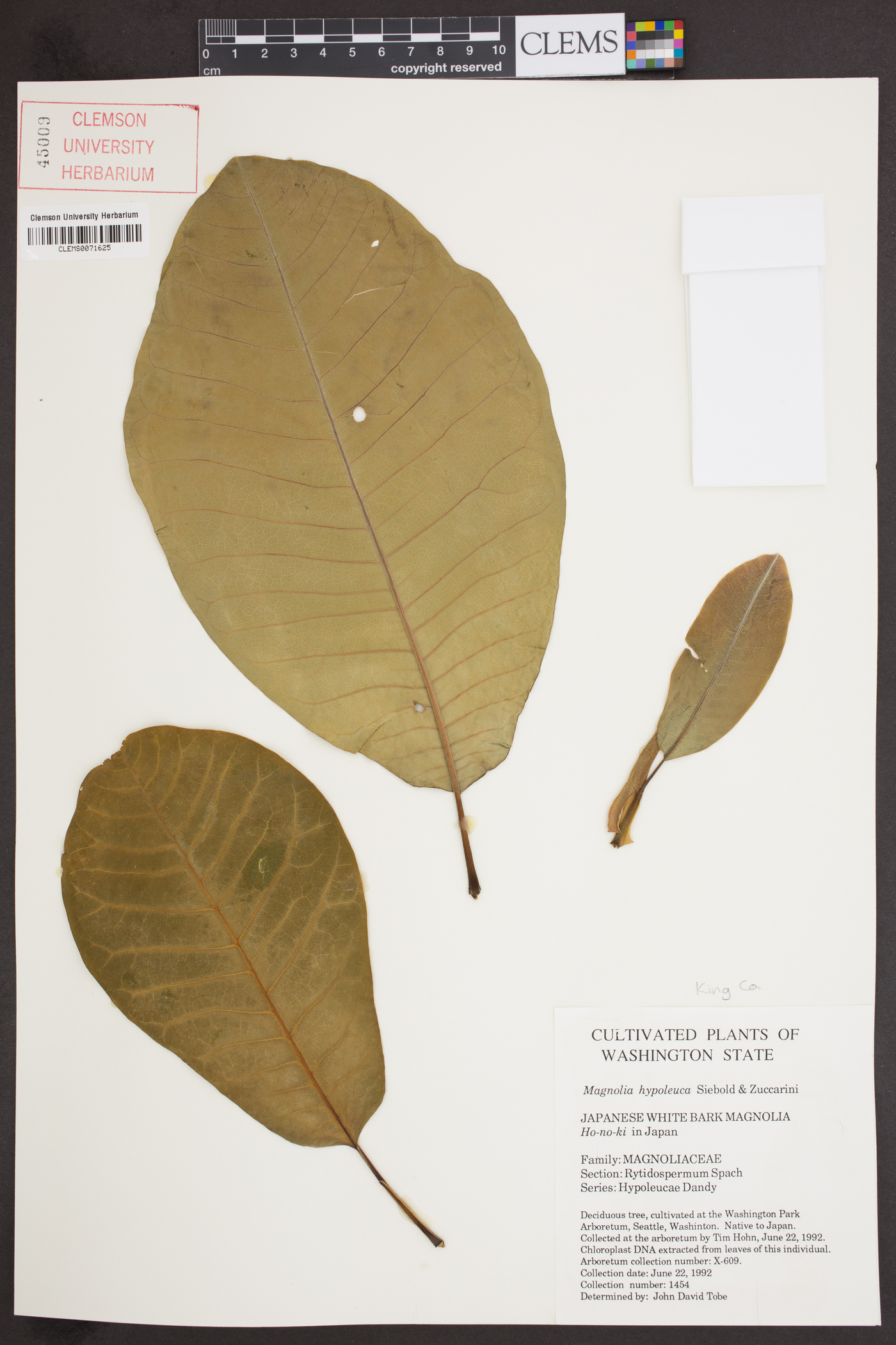 Magnolia obovata image