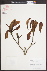 Magnolia liliflora image