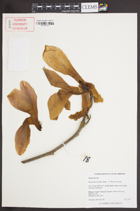 Magnolia liliflora image