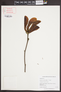 Magnolia liliflora image