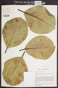 Magnolia sharpii image