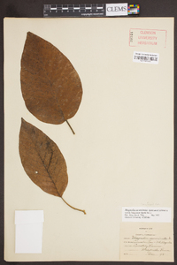 Magnolia acuminata image